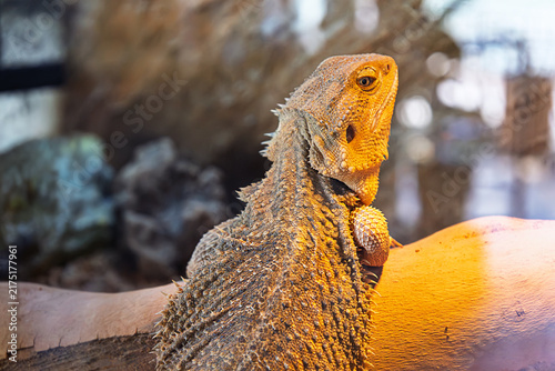 Cuadro en lienzo Central bearded dragon resting on a branch in a terrarium, showing its textured scales, spiny body and distinctive head