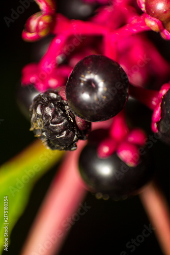 Foto Detailed macro shot of dark purple berries on vibrant pink stems in nature
