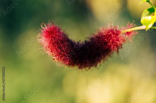 poppy seed pod