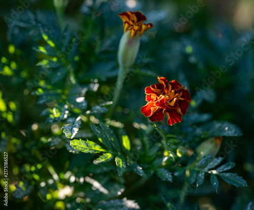 butterfly on flower