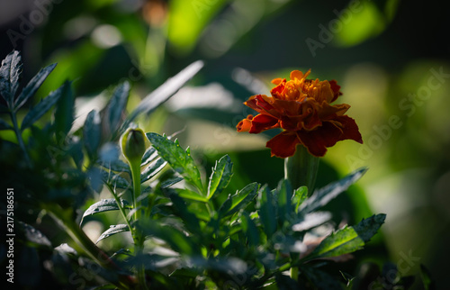 flower in the garden