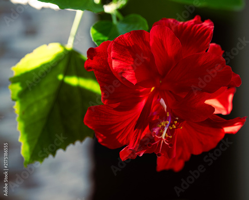 red hibiscus flower