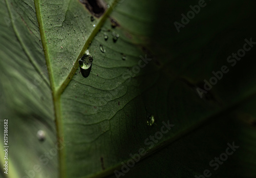 dew on leaf