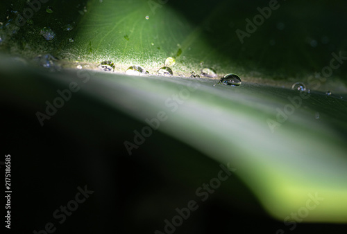 water drop on leaf