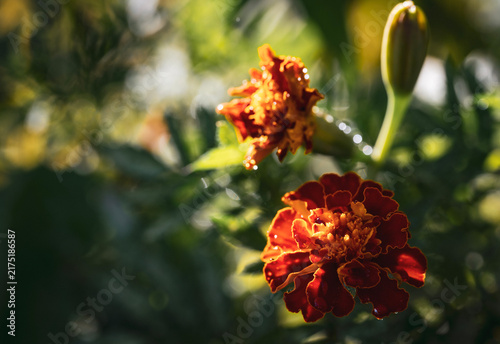 red and yellow flower