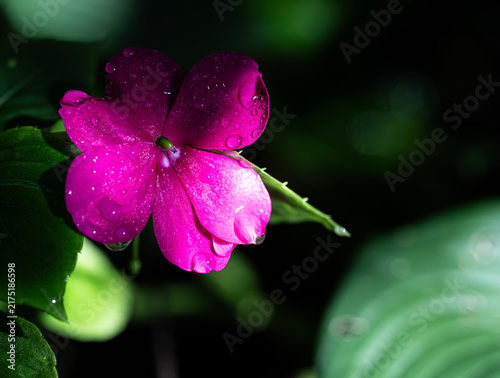 pink flower with water drops
