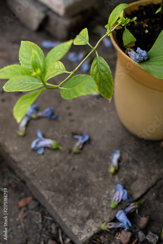Green plant branch over fallen blue flowers on concrete floor in garden