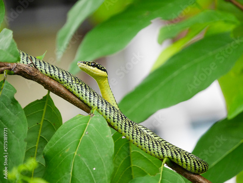 Long patterned serpent slithers gracefully across wooden branch among green tree leaves, showcasing authentic tropical wildlife creature in its natural habitat