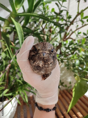 Bild auf Leinwand European Nightjar (Caprimulgus europaeus) in hand