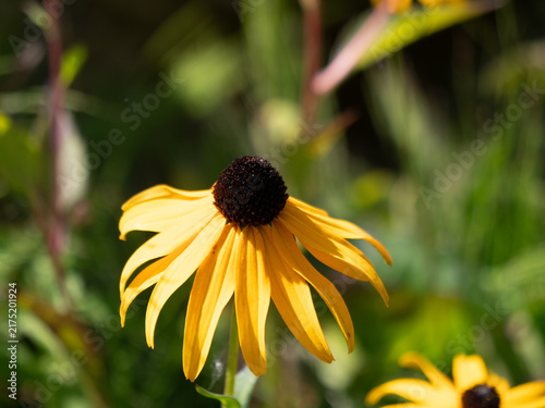 Goldsturm Rudbeckia fulgida flower with copy space