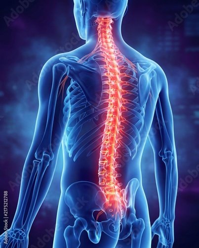 Fotografía 3D Medical Visualization of Human Spine and Back Anatomy
