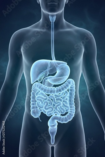 Translucent Human Digestive System Anatomy Visualization
