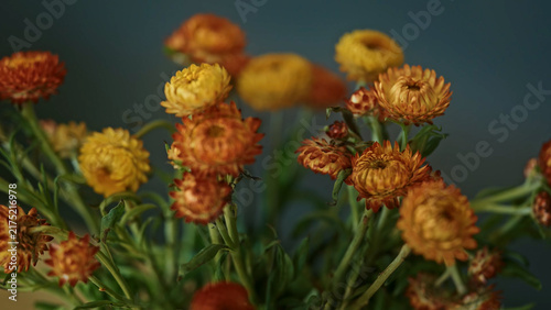 Obraz na plátne Close-up shot of a vibrant bouquet of yellow and orange everlasting strawflowers