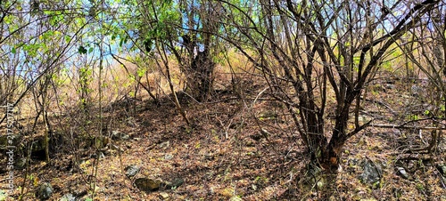 Quadro su tela Dense overgrown dry forest floor with tangled branches and scattered rocks under