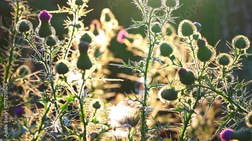 Spiky thistle plant with purple flower buds glows beautifully backlit by warm golden hour sunlight slow motion nature background