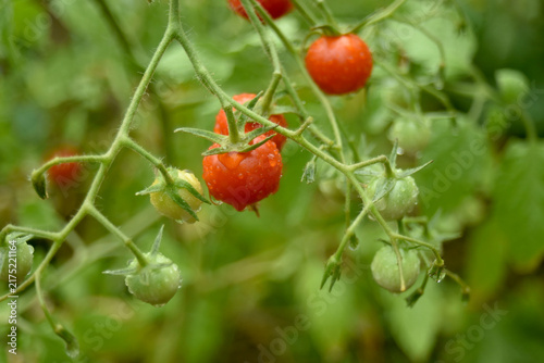 Close-up of ripe cherry tomatoes covered with fresh raindrops growing in a vegetable garden, highlighting natural freshness, gardening, agriculture and healthy food.
