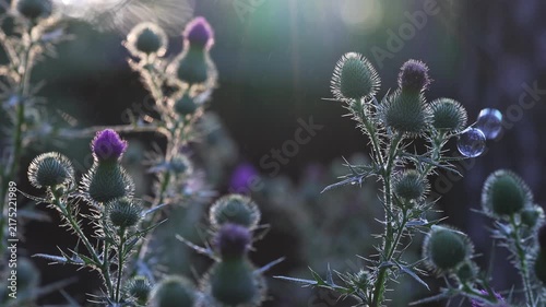 A blooming purple thistle flower stands among floating soap bubbles creating a dreamy magical nature scene slow motion nature footage