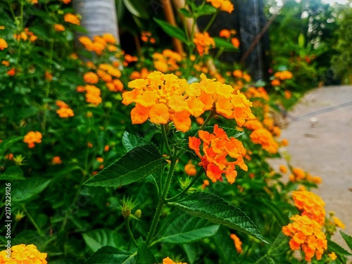 Foto This photo shows lantana flowers (Lantana camara) blooming in bright yellow and orange colors