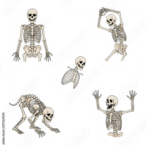 Human skeletons in playful poses with a clean concept on a transparent background