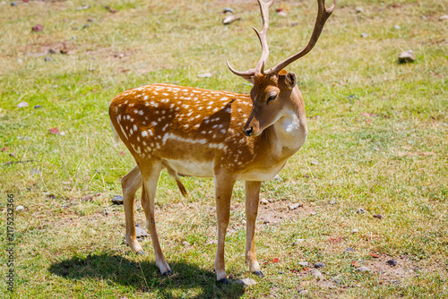 Obraz na płótnie A spotted deer or axis deer