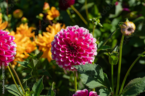 Pink dahlia flower blooming in garden with yellow blossoms