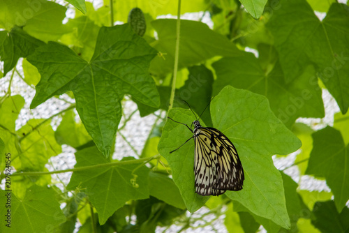 A beautiful butterfly at the Butterfly House at Navy Pier in Chicago Illinois USA