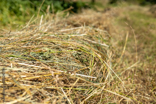 Obraz na plátně Dry straw in rural areas