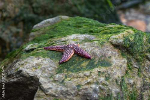 Foto Purple starfish on algae covered coastal rock at low tide.