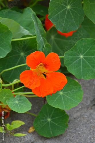 Konstfotografi Bright orange nasturtium blooming flower with large petals and purple sepals against a background of green leaves