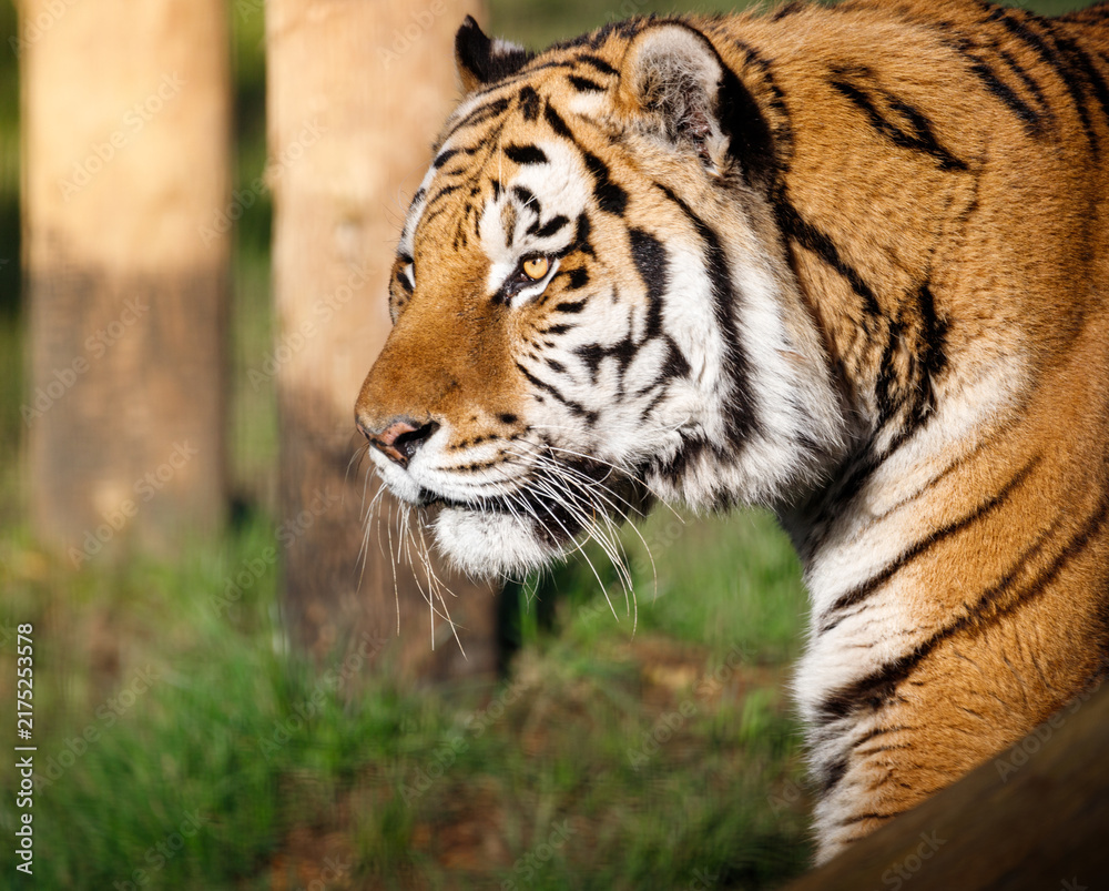 Fototapeta premium An Amur Tiger on the prowl