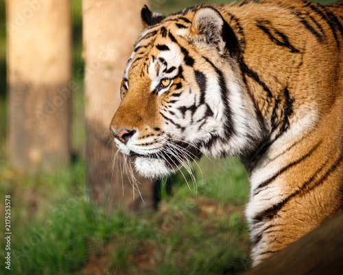 фотографія An Amur Tiger on the prowl