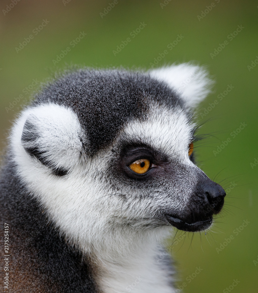Obraz premium A Ring tailed lemur in portrait