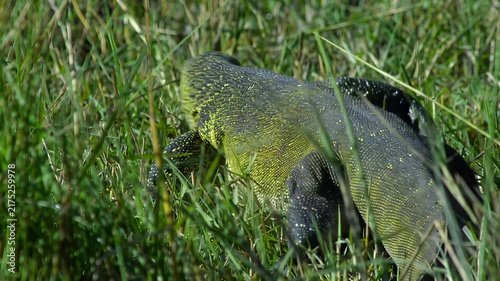 Large monitor lizard camouflaged in tall green grass during daytime