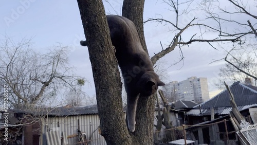 Foto Funny gray cat carefully tries to climb down from tree in early spring