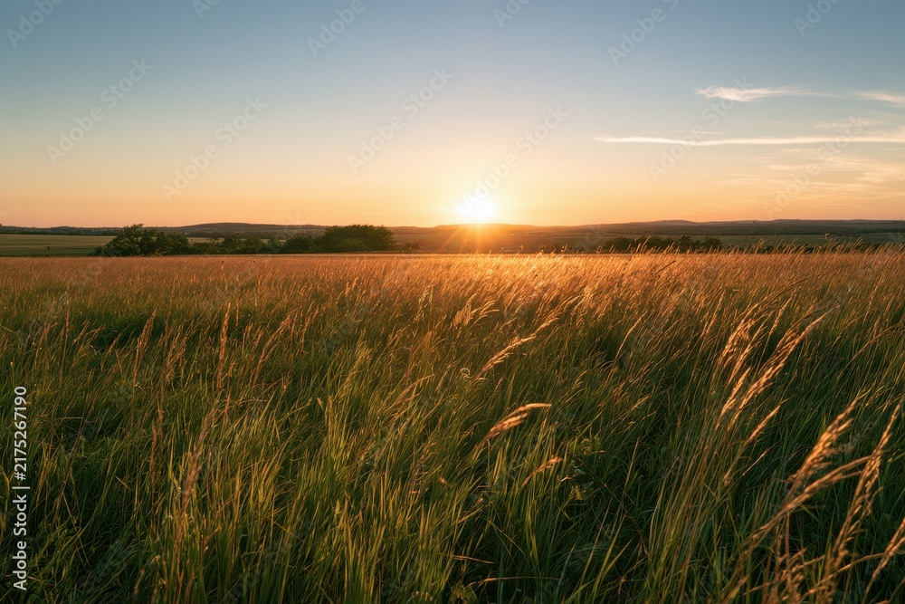 Fototapeta premium Expansive Meadow of Tall Grass Under a Clear Blue Sky