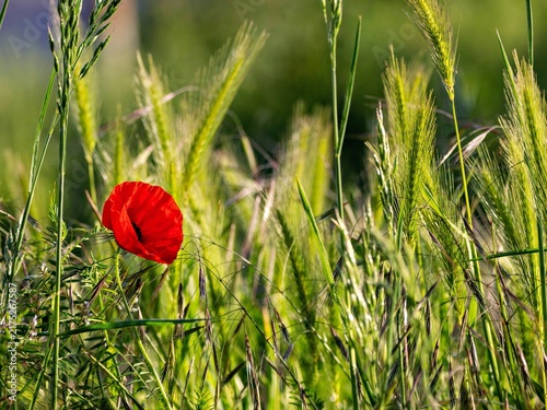 Cuadro en lienzo poppy on a country path
