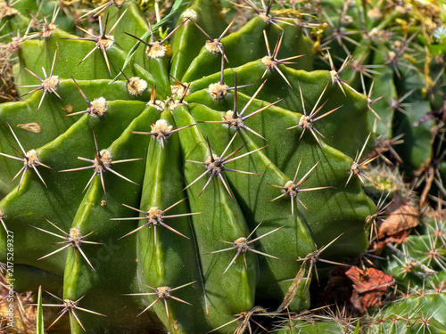 Close-up of a vibrant green barrel cactus with sharp spines