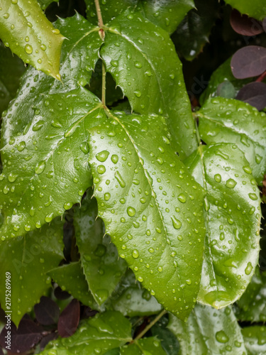 Close-up of vibrant green Mahonia leaves covered in water droplets