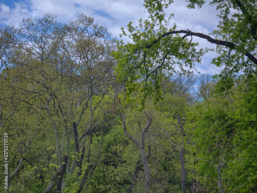 Lush green trees and branches under a cloudy blue sky in spring