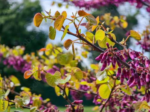 Eastern Redbud branches with purple buds and light green heart-shaped leaves in spring