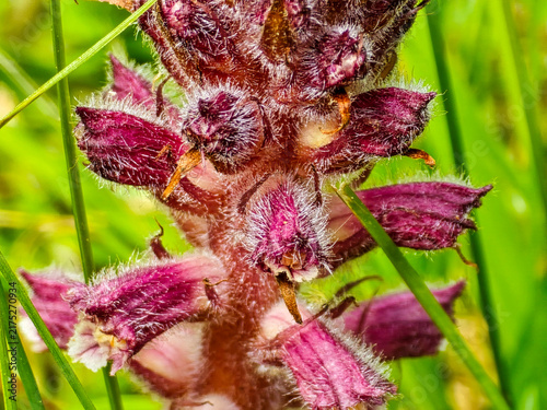 Macro view of purple hairy broomrape flower growing in green grass