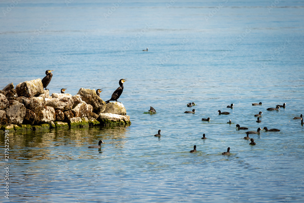 Fototapeta premium Cormorants perch on rocky shore, eyes watchful