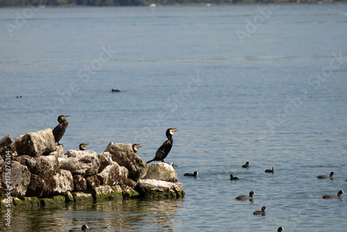 Fotografie Two cormorants perch on rocky outcrop