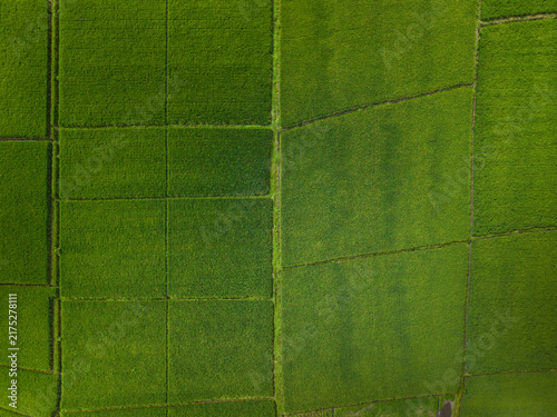 Aerial Top Down View of Vibrant Green Rice Paddy Fields Patchwork