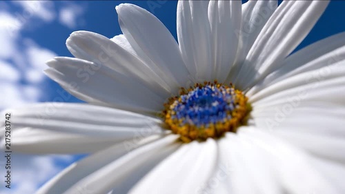 Beautiful White Daisy Reaching Towards A Bright Blue Sky