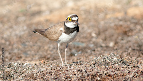 black backed shrike