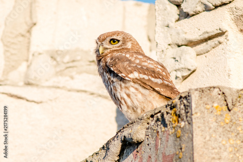 owl on a fence
