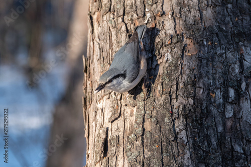Foto Eurasian nuthatch or wood nuthatch, lat