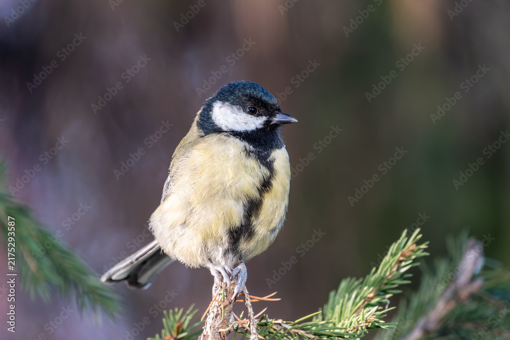 Obraz premium Cute bird Great tit, songbird sitting on the fir branch