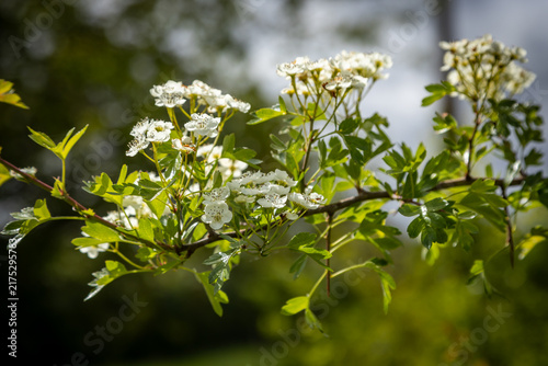 Fotografía A close up of hawthorn blossom blooming in the spring sunshine